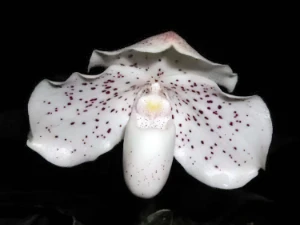 Bild von Paphiopedilum leucochilum