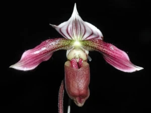 Bild von Paphiopedilum purpuratum