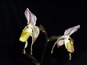 Bild von Paphiopedilum randsii