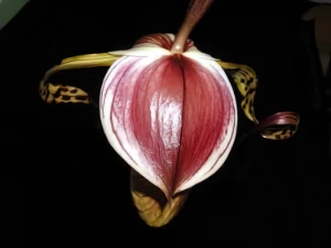 Bild von Paphiopedilum stonei detail 2