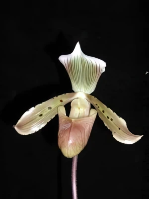 Bild von Paphiopedilum tonsum 1