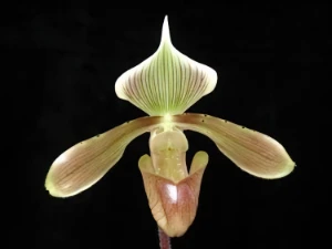 Bild von Paphiopedilum tonsum