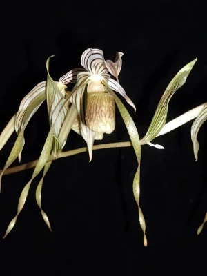 Bild von Paphiopedilum toperii 3