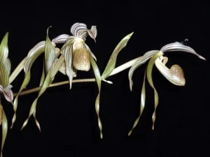 Bild von Paphiopedilum toperii 4