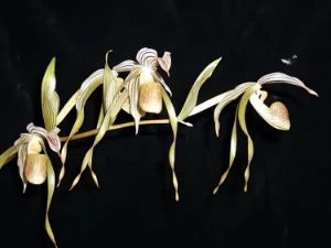 Bild von Paphiopedilum toperii