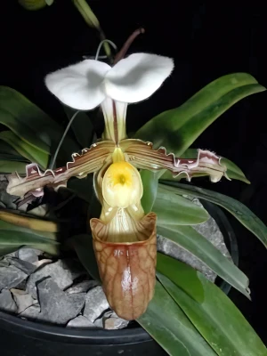 Bild von Paphiopedilum tranliemianum 2