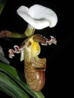 Bild von Paphiopedilum tranliemianum