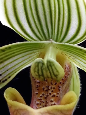 Bild von Paphiopedilum urbanianum 2