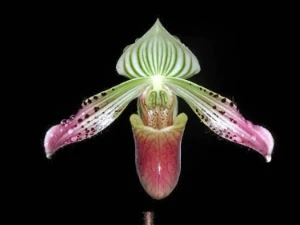 Bild von Paphiopedilum urbanianum