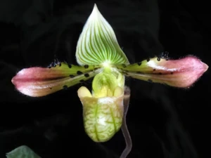 Bild von Paphiopedilum venustum 1