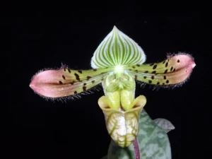 Bild von Paphiopedilum venustum 12