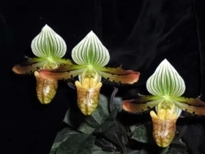 Bild von Paphiopedilum venustum 1a