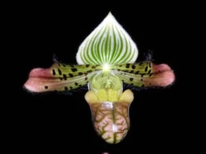 Bild von Paphiopedilum venustum 2