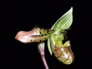 Bild von Paphiopedilum venustum 3