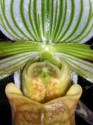 Bild von Paphiopedilum venustum 3a