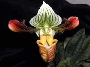 Bild von Paphiopedilum venustum