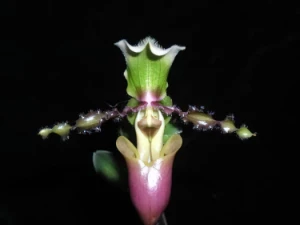 Bild von Paphiopedilum victoria mariae