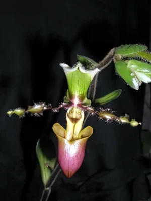 Bild von Paphiopedilum victoria-mariae