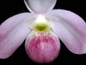 Bild von Paphiopedilum vietnamense 2