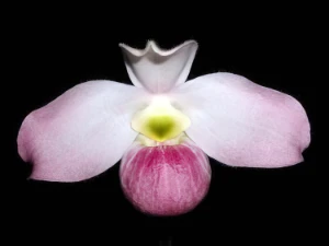 Bild von Paphiopedilum vietnamense 3