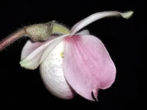 Bild von Paphiopedilum vietnamense