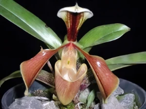 Bild von Paphiopedilum villosum 1