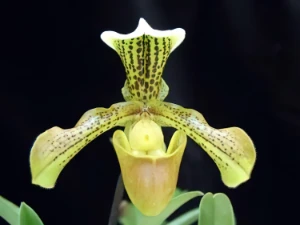 Bild von Paphiopedilum villosum var