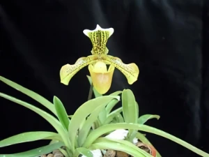 Bild von Paphiopedilum villosum var 7120030