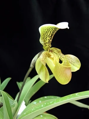 Bild von Paphiopedilum villosum var 7120031