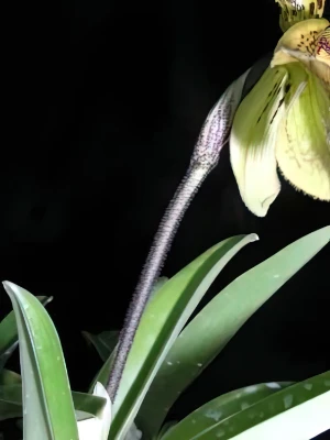 Bild von Paphiopedilum villosum var 7120032