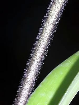 Bild von Paphiopedilum villosum var 7120033