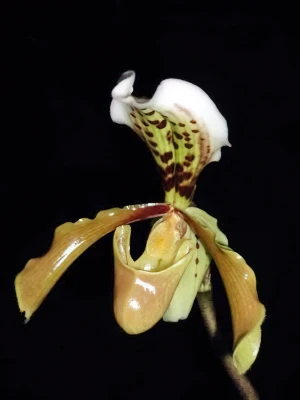 Bild von Paphiopedilum villosum var boxalii 3