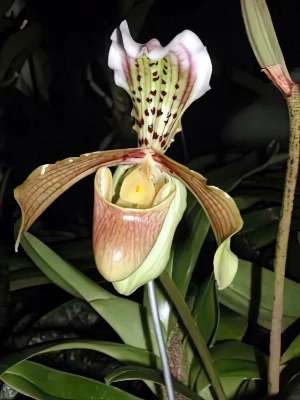 Bild von Paphiopedilum villosum var boxalii