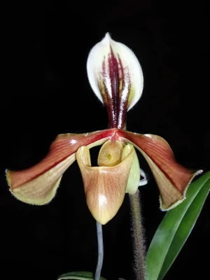 Bild von Paphiopedilum villosum