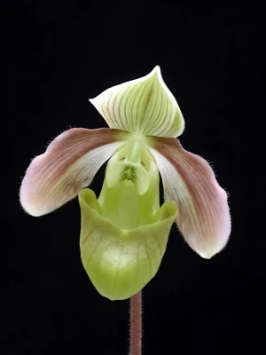 Bild von Paphiopedilum violascens 1