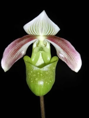 Bild von Paphiopedilum violascens