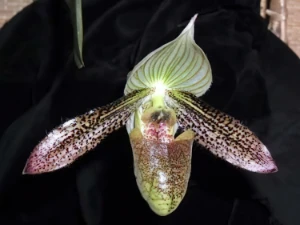 Bild von Paphiopedilum wardii 1