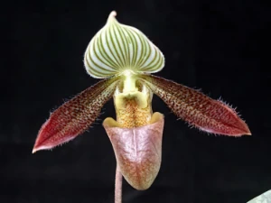 Bild von Paphiopedilum wardii 2