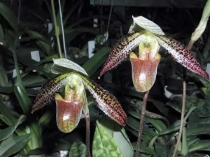 Bild von Paphiopedilum wardii