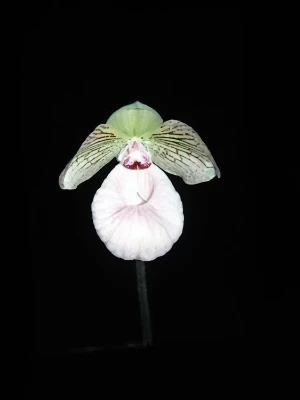 Bild von Paphiopedilum x fanaticum