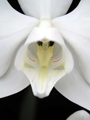 Bild von Phalaenopsis amabilis var grandiflora