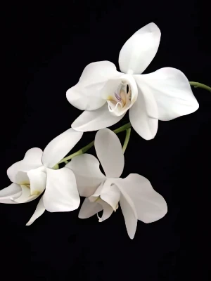 Bild von Phalaenopsis amabilis