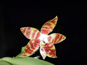 Bild von Phalaenopsis amboinensis