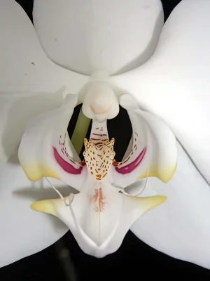 Bild von Phalaenopsis aphroditae