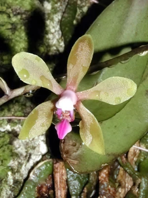 Bild von Phalaenopsis braceana