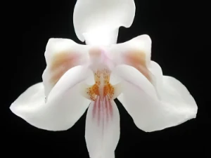 Bild von Phalaenopsis celebensis 1