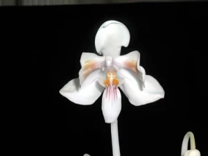 Bild von Phalaenopsis celebensis 2