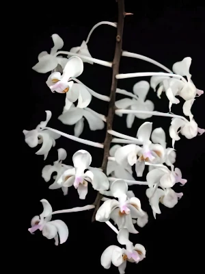 Bild von Phalaenopsis celebensis