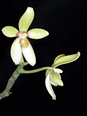 Bild von Phalaenopsis cochlearis