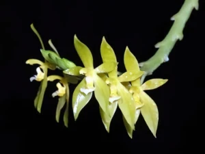 Bild von Phalaenopsis cornu-cervi var. alba